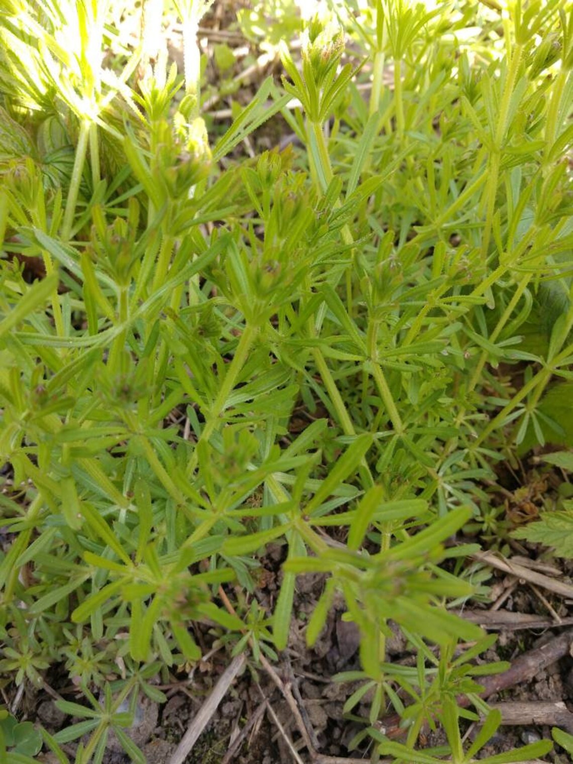 Cleavers Succus lymphatic cleanse syrup Etsy