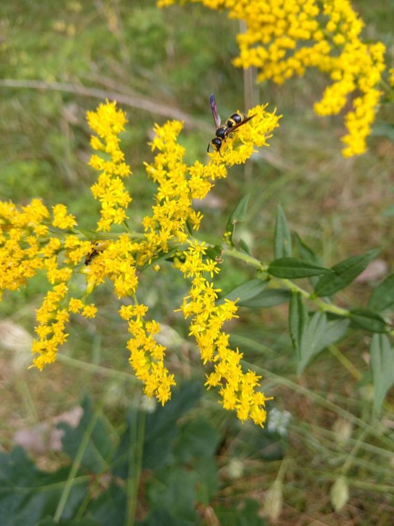 Young Goldenrod plants perennial. Etsy