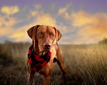 Buffalo Red Plaid Dog Bandana - Cute Cat Bandana - Snap On Pet Bandana - Finley Fray Bandana for pets!