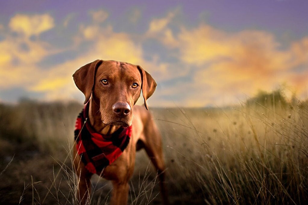 Buffalo Plaid Dog Bandana Snap-On Fray Pet Bandana