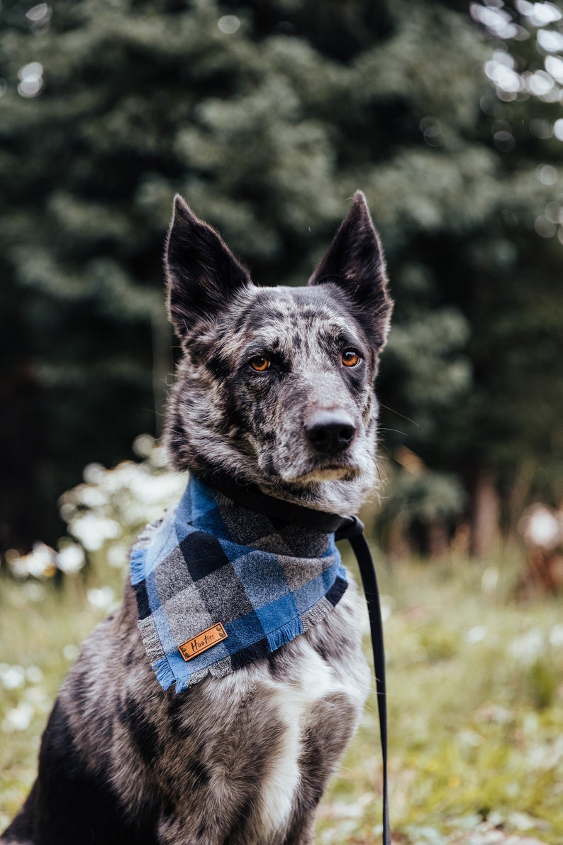 Buffalo Blue Black Plaid Dog Bandana Cute Cat Bandana Snap On Pet Bandana Becker Fray Bandana for pets image 3