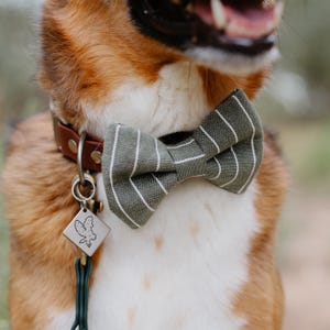 May include: A brown and white dog wearing a green and white striped bow tie and a silver tag with a bird design.