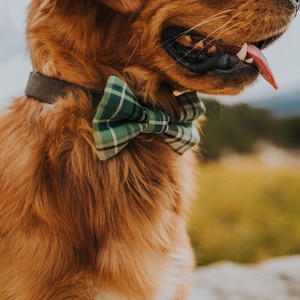May include: A golden retriever dog wearing a green and black plaid bow tie. The dog is looking to the right and has its tongue sticking out.
