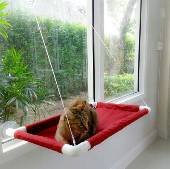 cat bed in window
