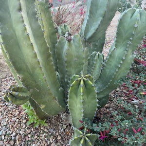 Può includere: Primo piano di un grande cactus verde con più braccia e spine affilate. Il cactus è circondato da piccole rocce e altre piante con fiori rossi. L'immagine è scattata all'aperto con luce naturale.