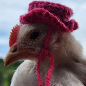 Tiny Crochet Pet Hat