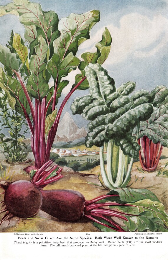 1949 Beets Swiss Chard Plant Illustration Vintage Kitchen Etsy