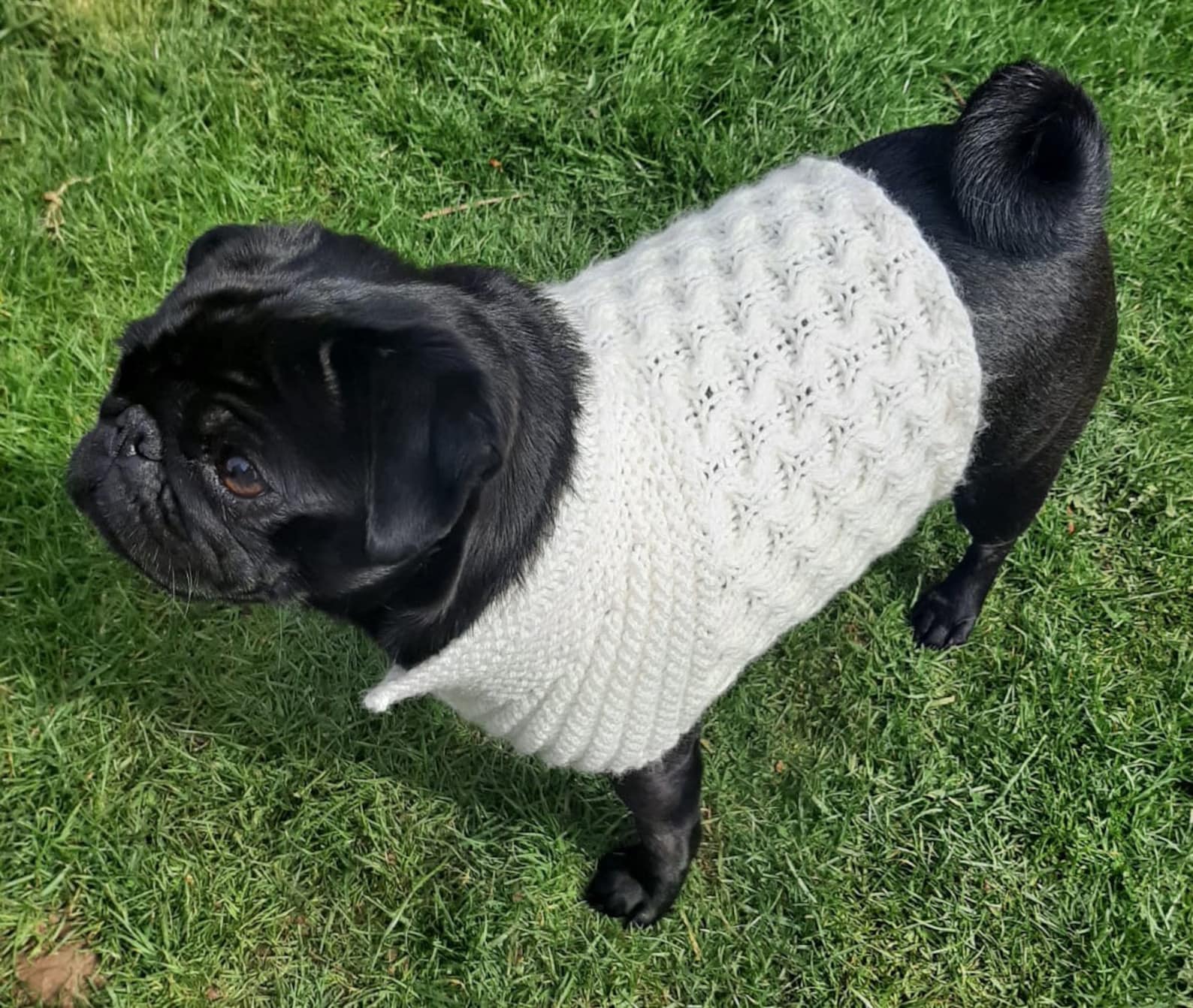Violet's Pug Jumper Knitting Pattern Etsy