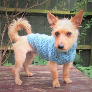 May include: A small, light brown dog wearing a blue knitted jumper. The dog is standing on a wooden surface.