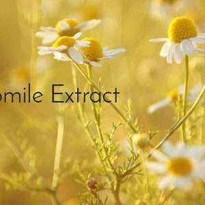 May include: Close-up of white chamomile flowers with yellow centers, blooming in a field of yellow wildflowers. The text "Chamomile Extract" is visible in the foreground.