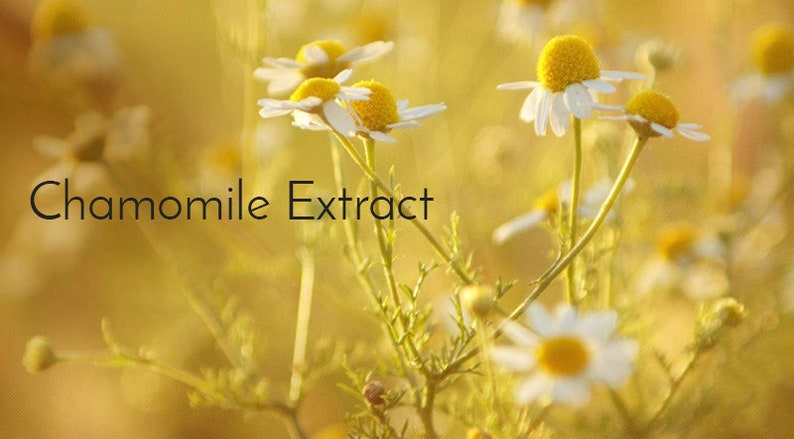 May include: Close-up of white chamomile flowers with yellow centers, blooming in a field of yellow wildflowers. The text "Chamomile Extract" is visible in the foreground.