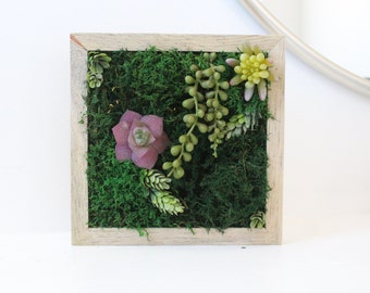 DIY Moss Art Kit, Succulent Art, Wall Art, Craft Kit for Adults, Birthday Gift for Crafter