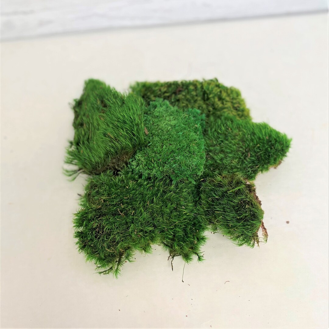 Preserved Mood Moss, DIY Moss Kit, Project Moss, Wedding Decor, Bulk ...