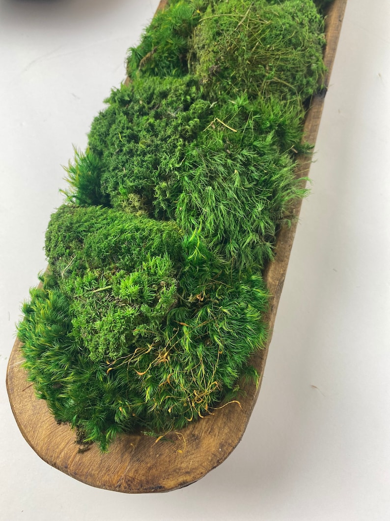 Persevered Moss Dough Bowl Home Office Decor Centerpiece Etsy