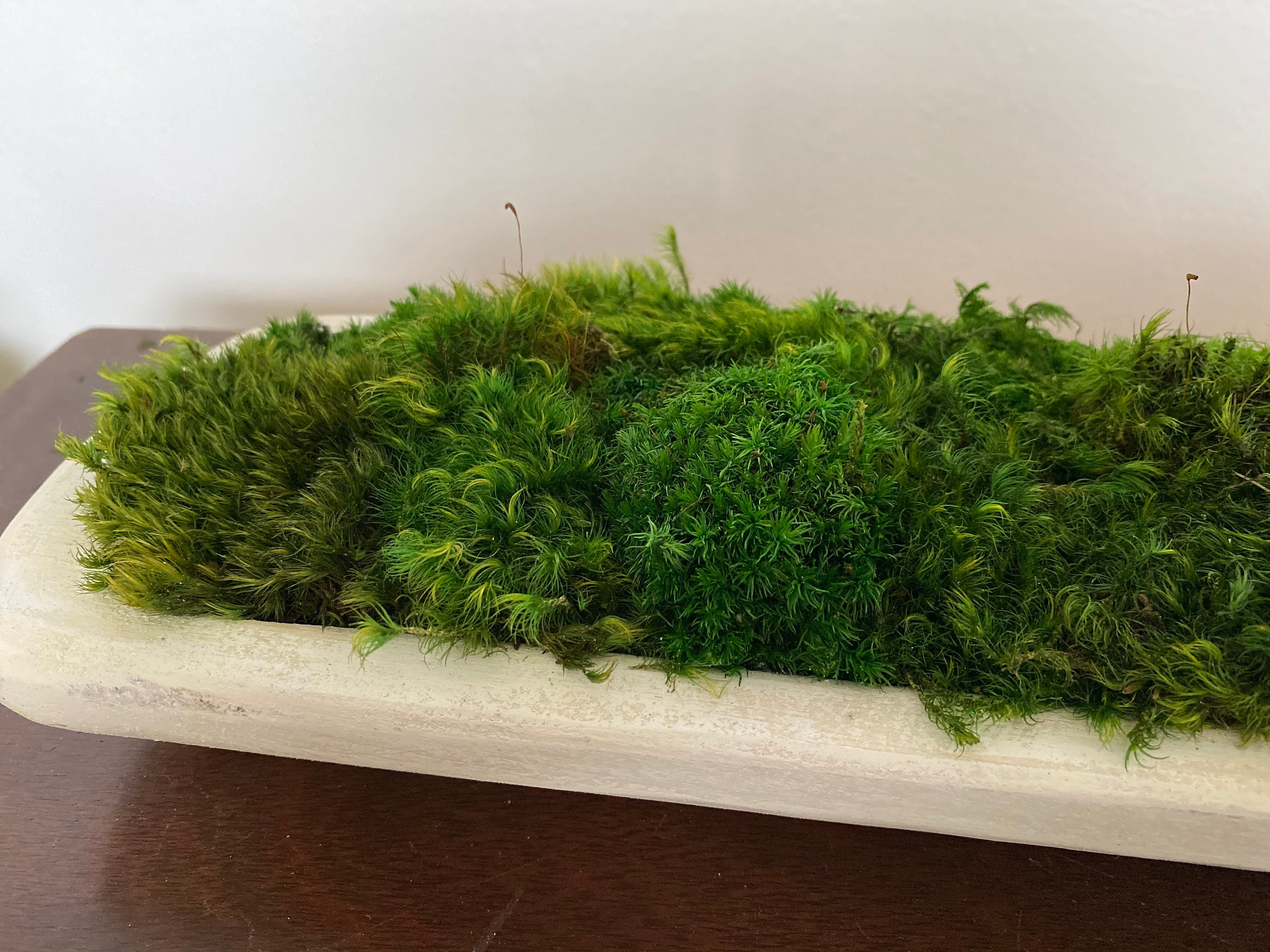 Dough Bowl Coffee Table Decor With Preserved Moss Rustic Home Etsy