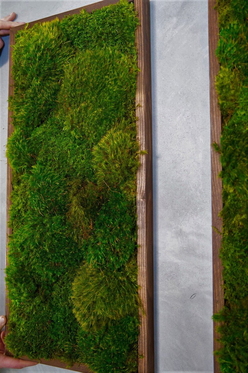 Moss Wall Art Home Decor Preserved Moss Wall Decor Home Etsy