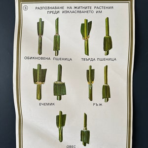 WHEAT Botanisches Plakat 70er Jahre Universität Schule Lernen Lernposter