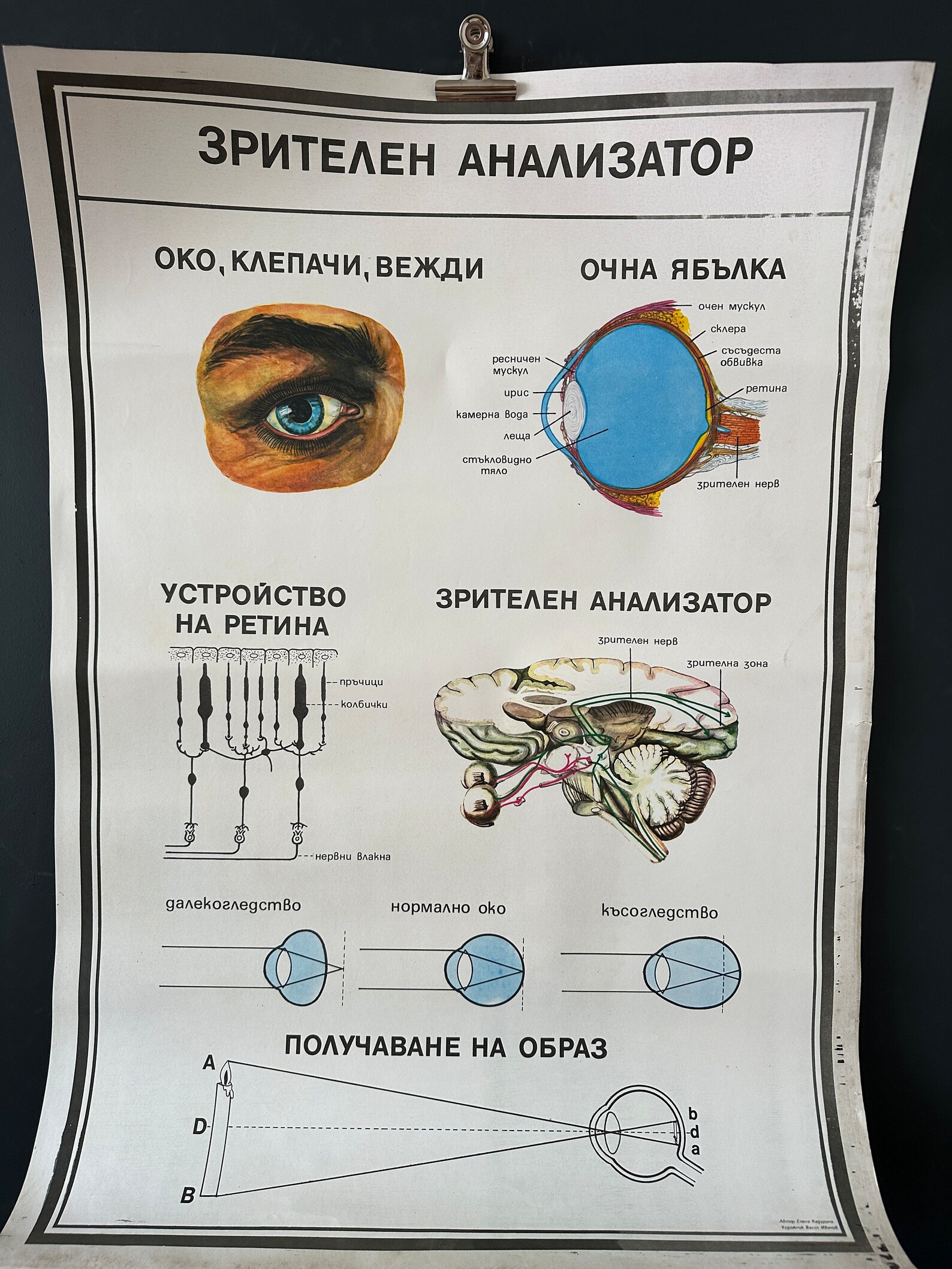 Vintage Medical Anatomy Poster Wall Board From 1970s University School ...