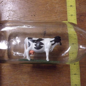 Quirky Ship in a bottle play on, &quot;Cow in a bottle&quot; Fun gift for a cow lover