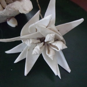 May include: A white flower made of seashells with a starburst shape. The flower is made of several layers of shells, with the center of the flower being the most densely packed with shells.