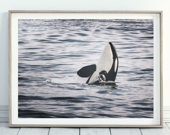 Killer Whale Orca Photo Print, Ocean Life Wall Art, Coastal Beach House Wall Decor, Monterey Bay California Art, Gift for Whale Lovers