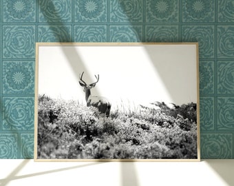 Fine Art Deer Print- Black and White Woodland Animal Photography Mid Century Kids Bedroom, Nursery Wall Decor