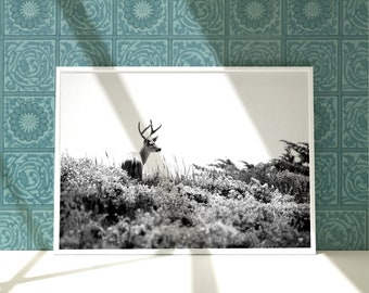 Fine Art Deer Print- Black & White Woodland Animal Photography Mid Century Kids Bedroom, Nursery Wall Decor