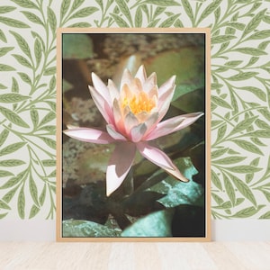 Water Lily Lotus Art Print, French Aesthetic Bathroom, Cottagecore Bedroom Room or Shabby Chic Wall Art Decor, Botanical Photography