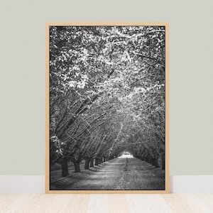 Fine Art Orchard Tree Tunnel Print- Black & White Photography, Rustic Farmhouse Living Room Decor, Farm Decor, Modern Farmhouse Wall Art