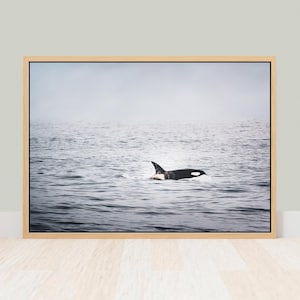 Killer Whale Orca Canvas Wall Art - Monterey Bay California Coastal Sea Life Beach House Wall Decor, Gift for Whale Lovers