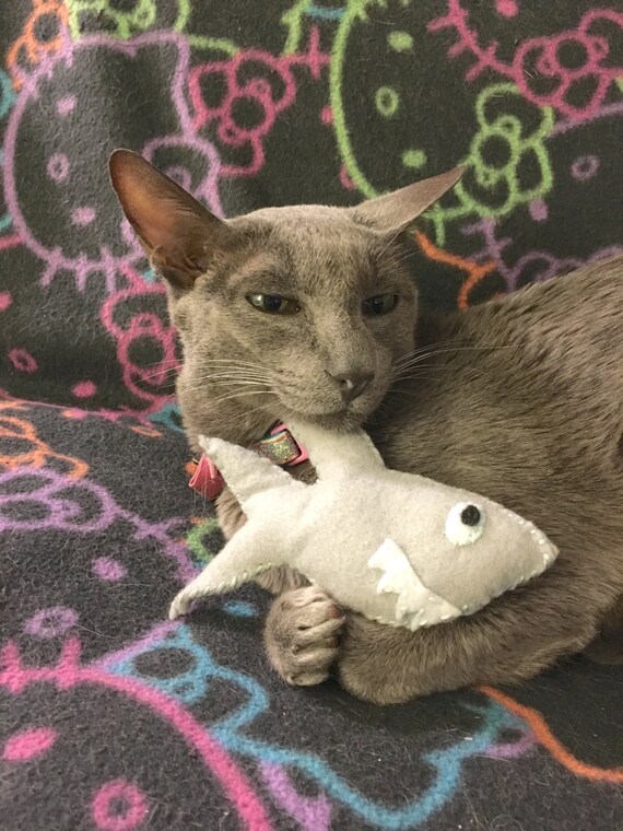 shark cat toy
