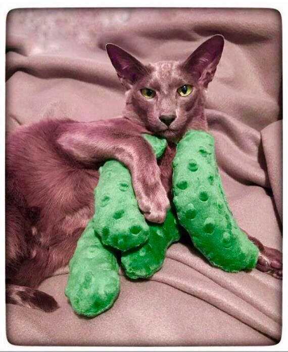 Catnip pickle clearance
