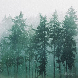 Moody evergreen forest photograph. Pacific Northwest forest art print. Dreamy, rainy day,  Large wall art. Muted green. Rain Forest
