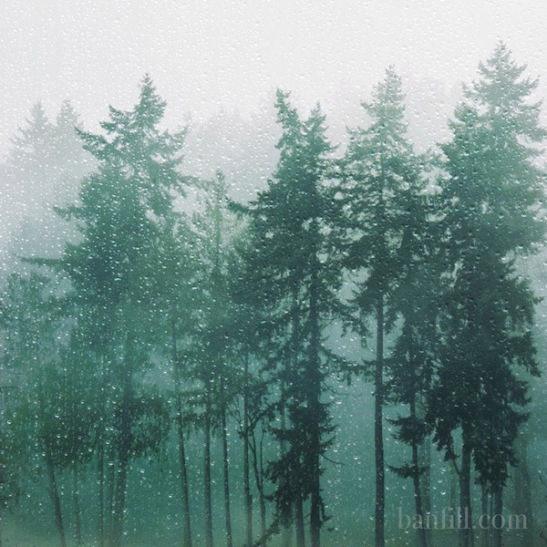 Moody evergreen forest photograph. Pacific Northwest forest art print. Dreamy, rainy day,  Large wall art. Muted green. Rain Forest