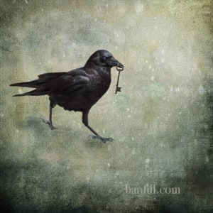 Fine art crow photograph. Surreal bird photography. Moody mystery, goth fairy tale. Blackbird, wall art. Keeper of the Key