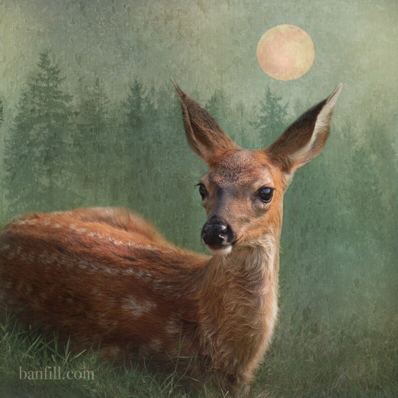 Magical deer photograph. Woodland art, full moon, forest green. Surreal animal portrait. Cabin decor, child's room decor. The Woodland Moon image 1