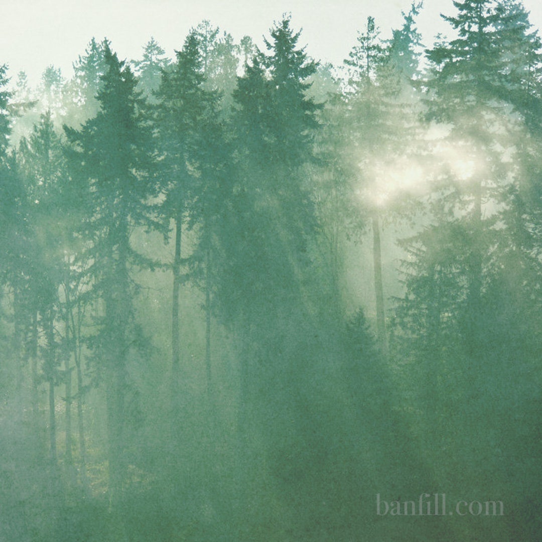 Free Images : dusk, autumn, fog, taiga, tree, natural environment,  woodland, tropical and subtropical coniferous forests, spruce fir forest, old  growth forest, Northern hardwood forest, biome, atmospheric phenomenon,  woody plant, nature reserve