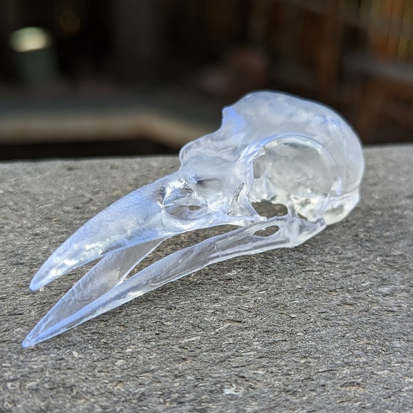 Raven Skull Crystal like Skull || Gothic || 3d Resin Printed Ethically sourced actual size
