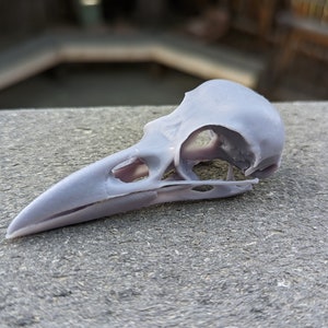 Raven Skull || Gothic || 3d Resin Printed Ethically sourced actual size