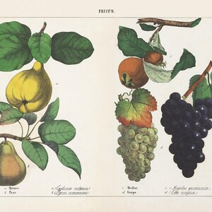 FRUITS | Archival Digital Botanical Illustration 16x12