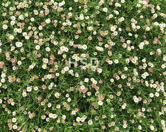 Spring Photography Floor Backdrop, Easter Backdrop, Spring Photo Backdrop, Easter Backdrop for Photography, Backdrop for Pictures SPG348