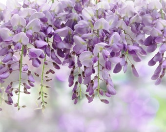 Flower Print - Flower Photography - Purple Wisteria Print - Bedroom Wall Art - Digital Print - Digital Download