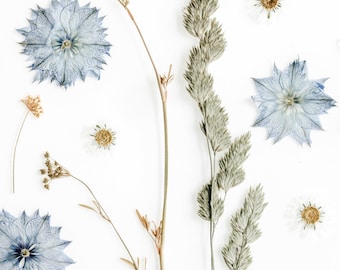Sofortiger digitaler Download Fine Art Blume Fotografie - Gepresste Blume Kunst