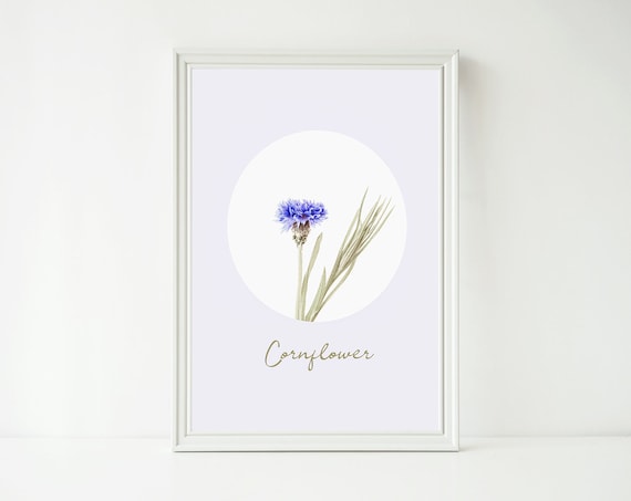 Blue Cornflower - Flower Photography - Instant Download - Flower Art Print  - Printable Art - Downloadable Prints - Minimalist