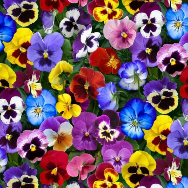 Lovely Pansies Flowers Elizabeth Studio 475 100% Cotton Fabric Pansy Flower Floral Brightly Coloured Modern Realistic FQ 1/2 Full Metre