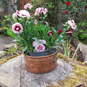 Op de afbeelding: Een pot met Dianthus, ook wel anjer genoemd, met lichtroze en donkerrode bloemen. De plant staat in een koperkleurige metalen plantenbak met handvatten, geplaatst op een boomstronk. Het plantenlabel luidt "Dianthus Purple Star (F)".