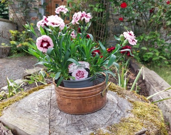 Può includere: Una pianta di Dianthus, o garofano, in vaso, con fiori rosa chiaro e rosso scuro. La pianta è in un vaso di metallo color rame con manici, posto su un ceppo d'albero. L'etichetta della pianta recita "Dianthus Purple Star (F)".