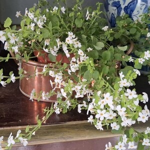 May include: A copper-coloured planter filled with green foliage and small white flowers. The planter sits on a dark brown surface, with a large blue and white decorative vase in the background.