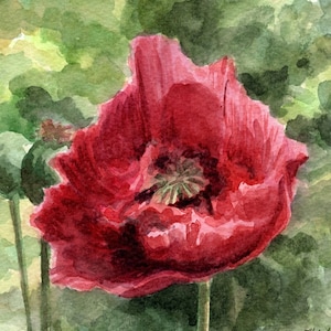 May include: Watercolour painting of a vivid red poppy flower in full bloom. The petals are a deep crimson, with subtle shading and texture. Green foliage provides a soft background. The artwork captures the delicate beauty of nature.