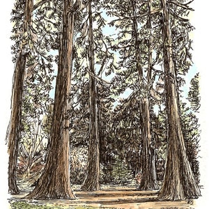 John Muir Grove, königliche botanische Gärten Edinburgh. Ein signierter hochwertiger Druck im Passepartout nach einer original Tusche- und Aquarellskizze.